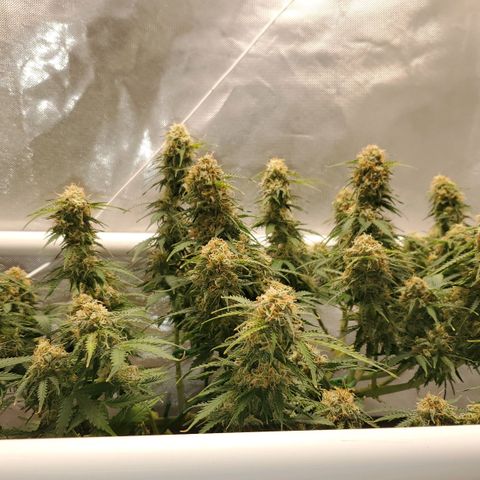 ZSkittles Auto - Seedsman growlog timeline photo