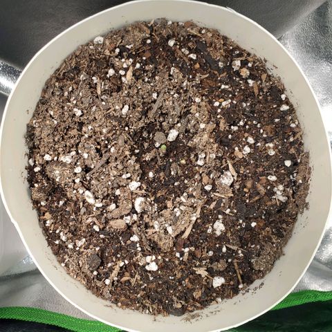 Gelat OG Auto - PP - Seedsman growlog timeline photo