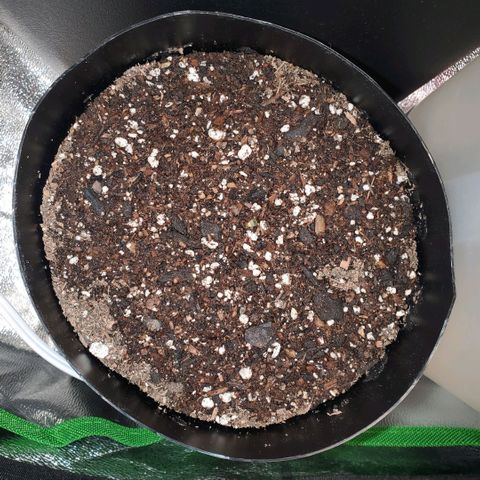 Purple Punch Auto - PP - Seedsman  growlog timeline photo