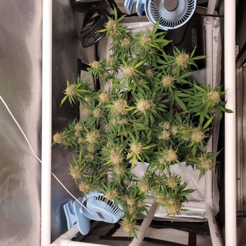 ZSkittles Auto - Seedsman growlog timeline photo