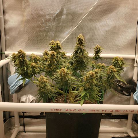 ZSkittles Auto - Seedsman growlog timeline photo
