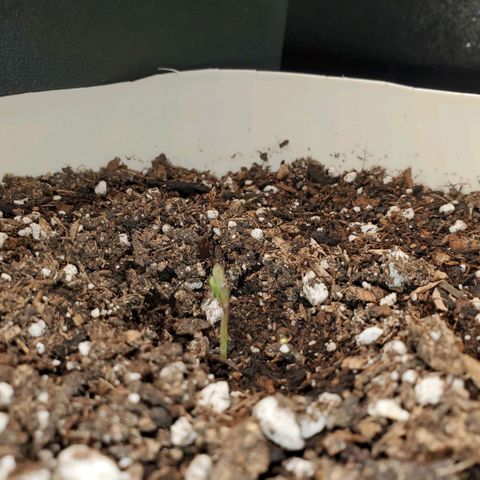 Gelat OG Auto - PP - Seedsman growlog timeline photo