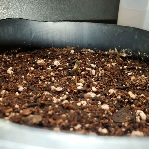 Purple Punch Auto - PP - Seedsman  growlog timeline photo