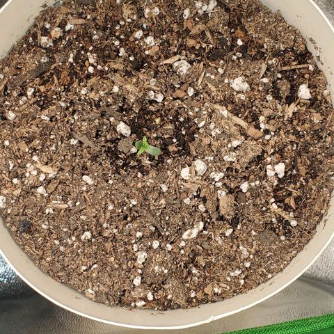 Gelat OG Auto - PP - Seedsman growlog timeline photo