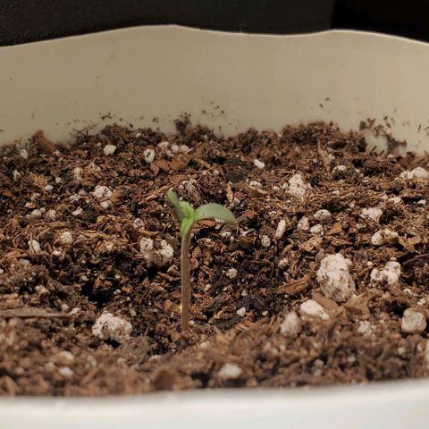 Gelat OG Auto - PP - Seedsman growlog timeline photo