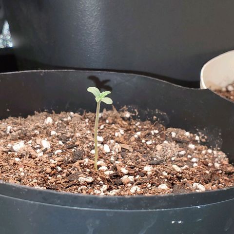 Purple Punch Auto - PP - Seedsman  growlog timeline photo