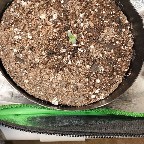 Purple Punch Auto - PP - Seedsman  growlog timeline photo