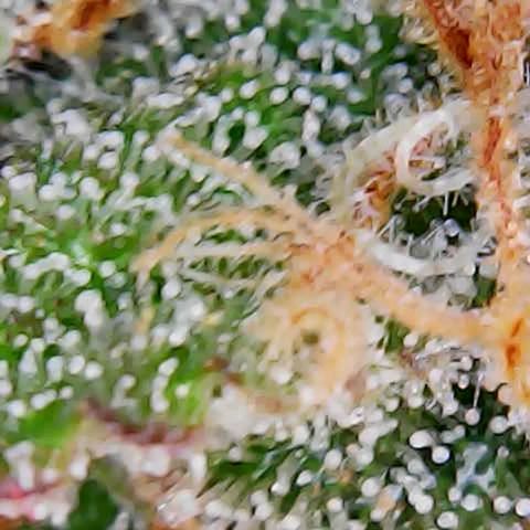 ZSkittles Auto - Seedsman growlog timeline photo
