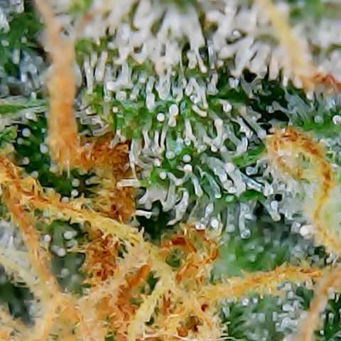 ZSkittles Auto - Seedsman growlog timeline photo