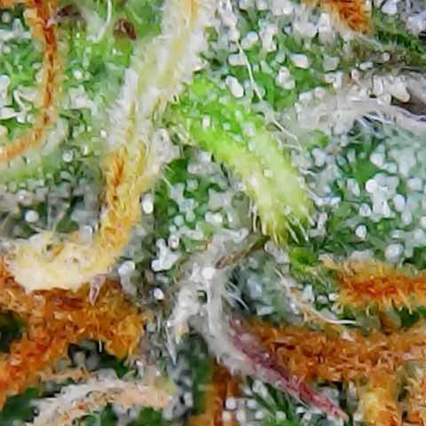 ZSkittles Auto - Seedsman growlog timeline photo