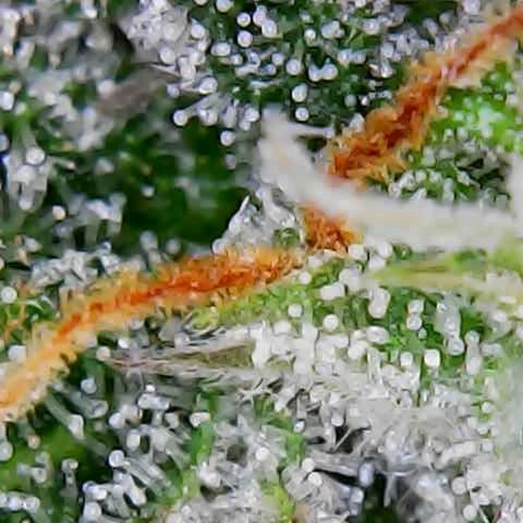 ZSkittles Auto - Seedsman growlog timeline photo