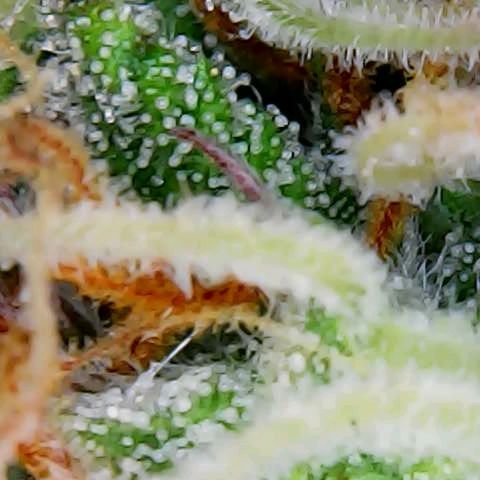 ZSkittles Auto - Seedsman growlog timeline photo
