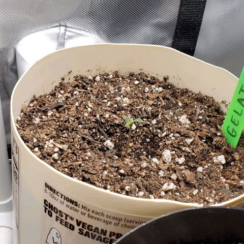 Gelat OG Auto - PP - Seedsman growlog timeline photo