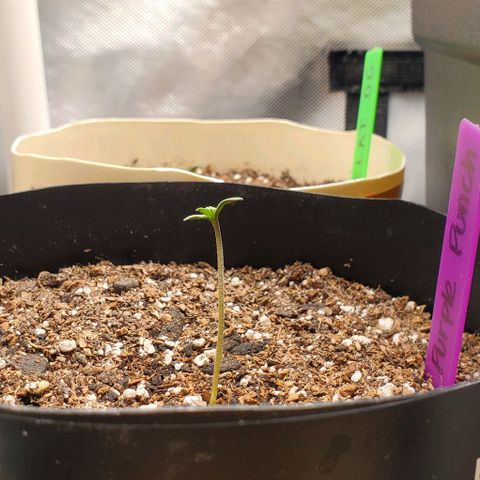 Purple Punch Auto - PP - Seedsman  growlog timeline photo