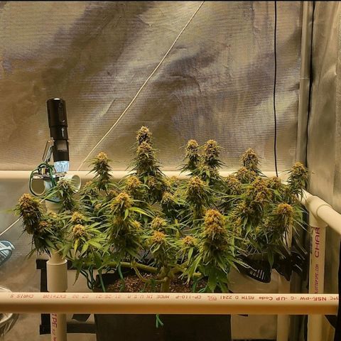ZSkittles Auto - Seedsman growlog timeline photo