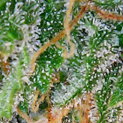ZSkittles Auto - Seedsman growlog timeline photo