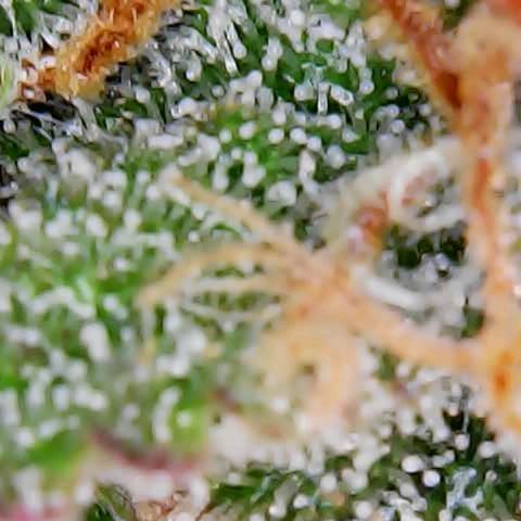 ZSkittles Auto - Seedsman growlog timeline photo