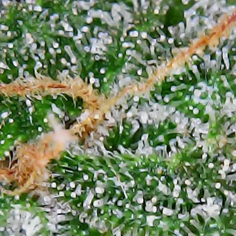 ZSkittles Auto - Seedsman growlog timeline photo