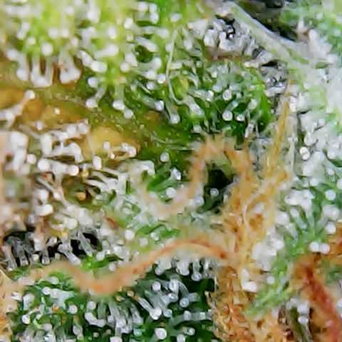 ZSkittles Auto - Seedsman growlog timeline photo