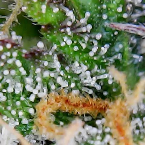 ZSkittles Auto - Seedsman growlog timeline photo
