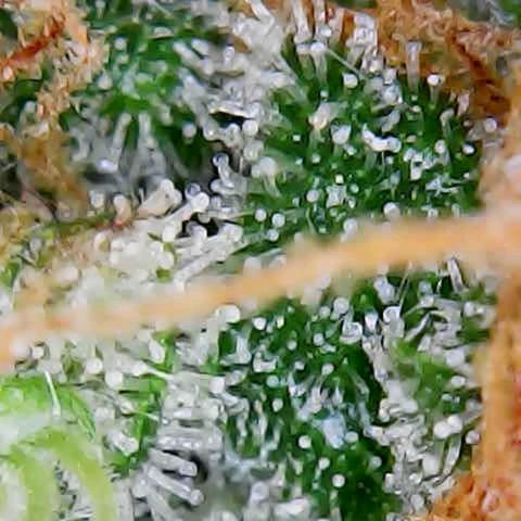 ZSkittles Auto - Seedsman growlog timeline photo