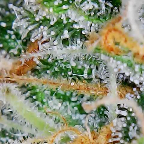 ZSkittles Auto - Seedsman growlog timeline photo