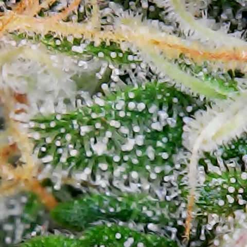 ZSkittles Auto - Seedsman growlog timeline photo