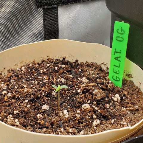 Gelat OG Auto - PP - Seedsman growlog timeline photo