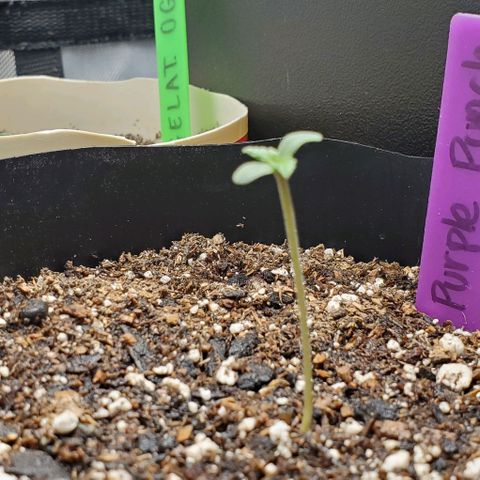 Purple Punch Auto - PP - Seedsman  growlog timeline photo