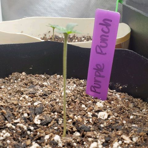 Purple Punch Auto - PP - Seedsman  growlog timeline photo
