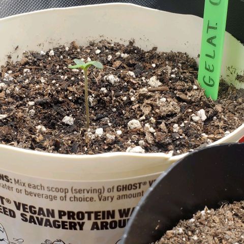 Gelat OG Auto - PP - Seedsman growlog timeline photo