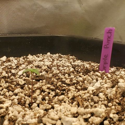 Gelat OG Auto - PP - Seedsman growlog timeline photo