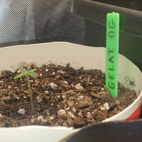 Gelat OG Auto - PP - Seedsman growlog timeline photo