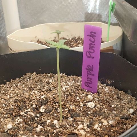 Purple Punch Auto - PP - Seedsman  growlog timeline photo