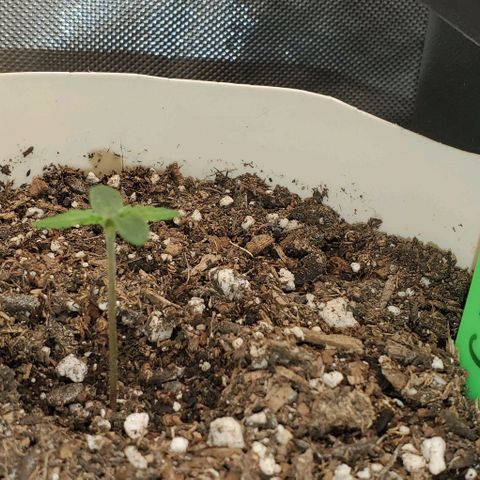 Gelat OG Auto - PP - Seedsman growlog timeline photo