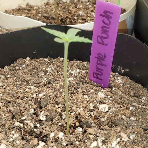 Purple Punch Auto - PP - Seedsman  growlog timeline photo