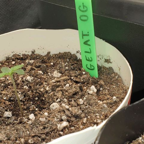 Gelat OG Auto - PP - Seedsman growlog timeline photo