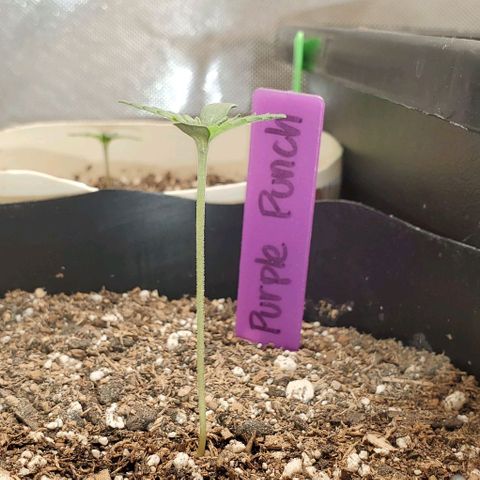 Purple Punch Auto - PP - Seedsman  growlog timeline photo