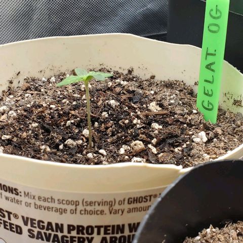 Gelat OG Auto - PP - Seedsman growlog timeline photo