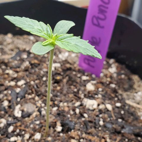 Purple Punch Auto - PP - Seedsman  growlog timeline photo