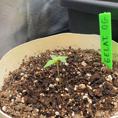 Gelat OG Auto - PP - Seedsman growlog timeline photo
