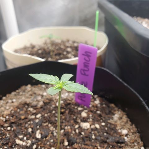 Purple Punch Auto - PP - Seedsman  growlog timeline photo