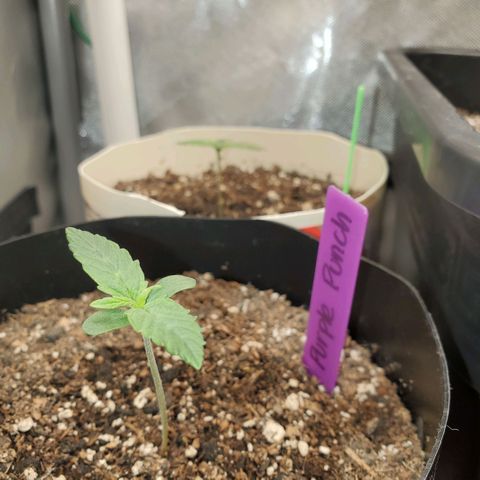 Purple Punch Auto - PP - Seedsman  growlog timeline photo