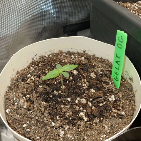 Gelat OG Auto - PP - Seedsman growlog timeline photo