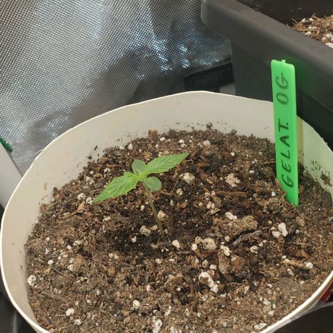 Gelat OG Auto - PP - Seedsman growlog timeline photo