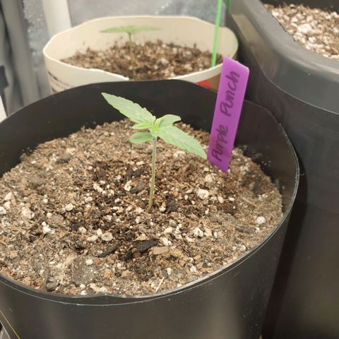 Purple Punch Auto - PP - Seedsman  growlog timeline photo