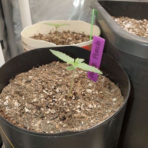 Purple Punch Auto - PP - Seedsman  growlog timeline photo