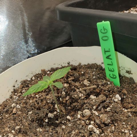 Gelat OG Auto - PP - Seedsman growlog timeline photo