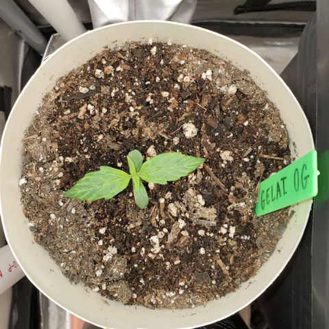 Gelat OG Auto - PP - Seedsman growlog timeline photo