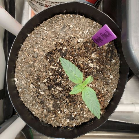 Purple Punch Auto - PP - Seedsman  growlog timeline photo